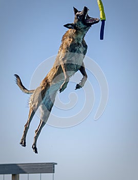 Brown Belgian Malinois dog about to catch a toy while jumping off a dock