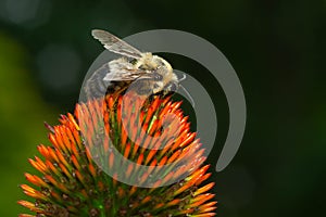 Brown-belted Bumble Bee - Bombus griseocollis