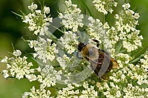 Brown-belted Bumble Bee - Bombus griseocollis