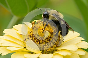 Brown-belted Bumble Bee - Bombus griseocollis