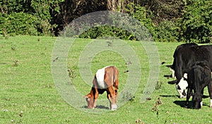 Brown Belted Dutch calf in summer dairy pasture