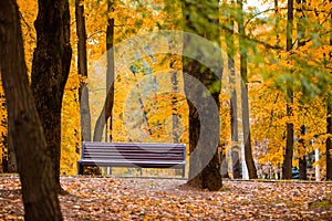 Brown bench in autumn park, selective focus. Leisure time concept. Season change