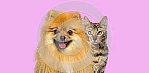 Brown bengal cat and Red Pomeranian dog panting with happy expression together on pink background, banner framed looking at the
