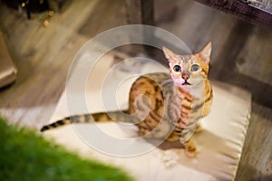 Brown Bengal Cat