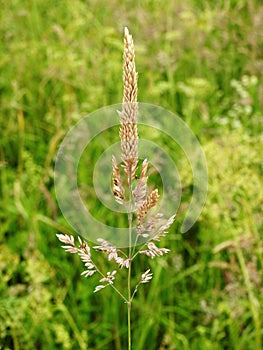 Brown bent plant