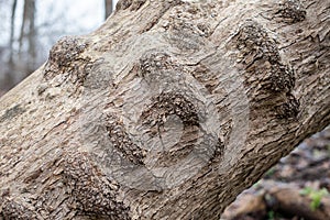 Brown, bent tree trunk with many growths