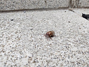 Brown big Cockchafer bug insect walking on the ground