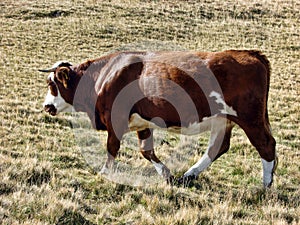 Brown big cow