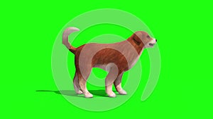 Brown Big Dog Snif Side Green Screen 3D Rendering Animation