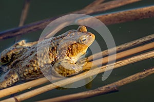 Brown big toad in the water, spring view