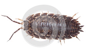 Brown big wood louse - Porcellio scaber