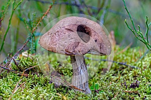 Brown Birch bolete edible mushroom Leccinum scabrum in the for