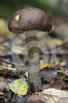 The Brown Birch Bolete Leccinum scabrum is an edible mushroom