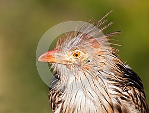 Brown bird with a bad hair day