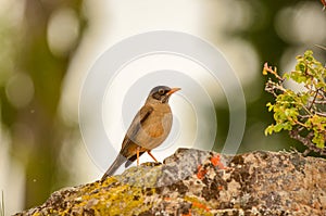 Brown bird & x28;Black-breasted Thrush, Turdus dissimilis& x29;