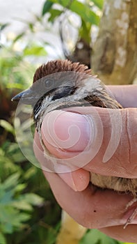 Brown Bird Captured in Backyard Ready to Be Freed Outdoor
