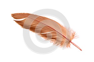 Brown Bird Feather Isolated on White Background