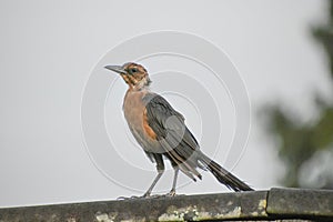 Brown bird in the Florida swamp