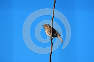 Brown bird hugging a stick, mellid, la coruÃÂ±a photo