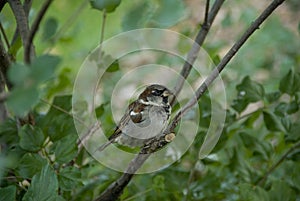 Brown bird on a limb