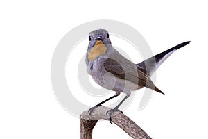 Brown bird with orange marking on its chin perching on wooden branch isolated on white background, taiga flycather