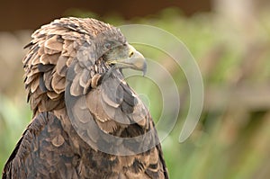 Brown bird of prey