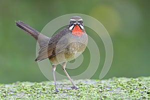 brown bird with red throat straightly look in anger to photographer, male siberian rubythroat