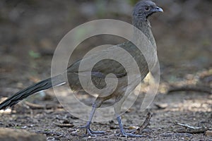 A closeup of a plain chachalaca in Texas.