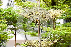 Brown bird on a tree branch