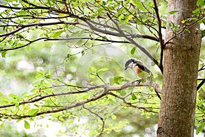Brown bird on a tree branch