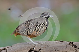 brown bird with white black chest expose on dirt hill against fly bees, female barred buttonquail