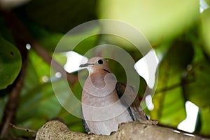 Brown bird or zenaida aurita dove sitting on branch of tree