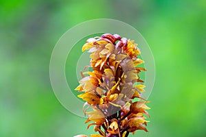 Brown birds nest orchids (Neottia nidus-avis) in the forest photo