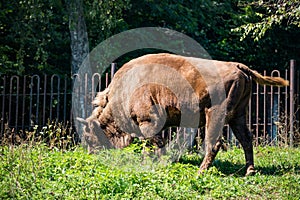 Brown bison eating green grass