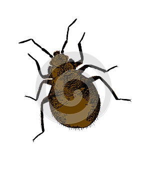 Brown and black BedBug Vector