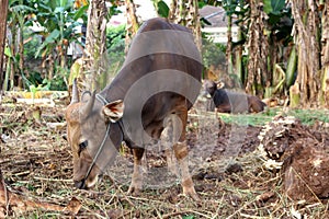 Bima cow in the yard