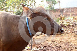 Bima cow in the yard