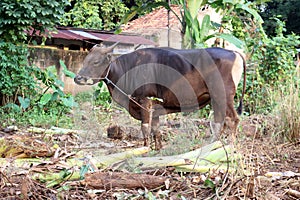 Bima cow in the yard