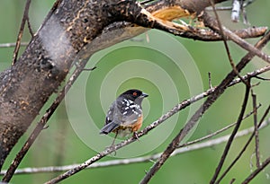 Brown and black bird with red eye looking perched in the forest