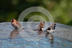 Brown & Black birds with white bellies splashing in the water