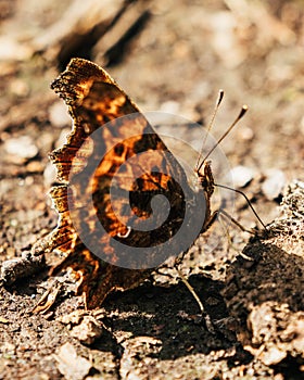 Brown and black butterfly on sunlit ground