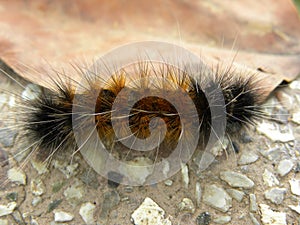 Brown and black color hairy caterpillar