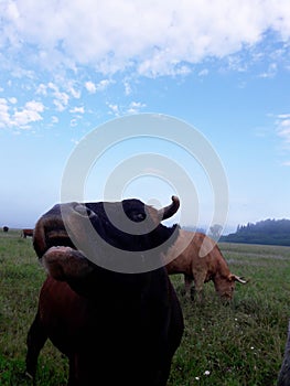 Brown black cow smile in the pasture summer