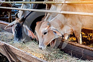 Brown-black cows eating grass hay on feeding trough