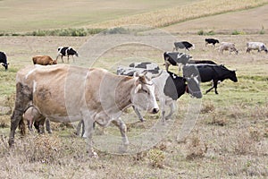 Brown and black cows grazing