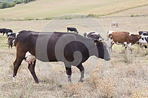 Brown and black cows grazing