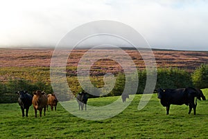 Brown and black cows in meadow, heather blooming at mountain slope