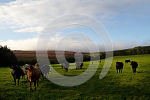 Brown and black cows in meadow, heather blooming at mountain slope