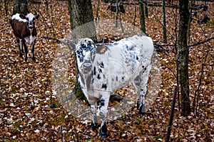 Bianco e nero mucche declino autunno 