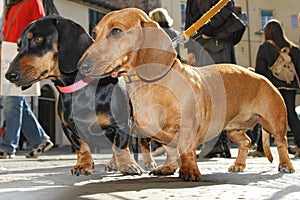 Brown and black dachshunds in Hamelin